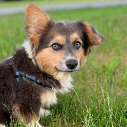 American Corgis and Pembroke Welsh Corgis from Grand Mesa Corgis