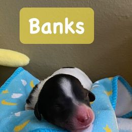 Dachshund Puppies from The Wienery