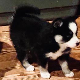 Hope - Black and white female Pomsky puppy in Cumberland County, Pennsylvania from M&L Pomskies