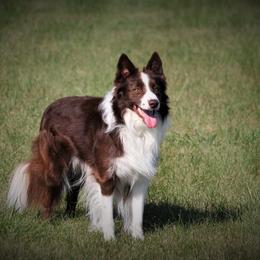 Mike - Border Collie