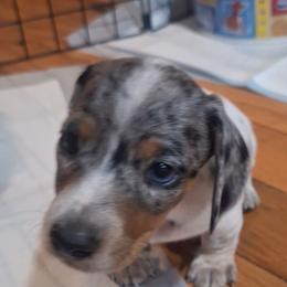 Lucky - Piebald male Dachshund puppy in Surprise, Arizona from Co-Co's Doxies
