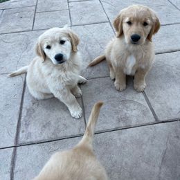 Golden Retriever Puppies from Graciegold Retrievers