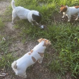 Border Collie and Jack Russell Terrier Puppies from CP FARMS BORDER COLLIES N JACKS CORP