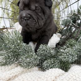 Barkley - Black male Chinese Shar-Pei puppy in Hugo, Oklahoma from Mini Hippo Land