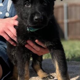 Boy 5 - Black and tan German Shepherd puppy in Wilmer, Texas from Babin K9