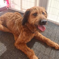 Miss Raspberry - Double Doodle puppy in Kanarraville, Utah from Mary's Crazy Double Doodle Doggies