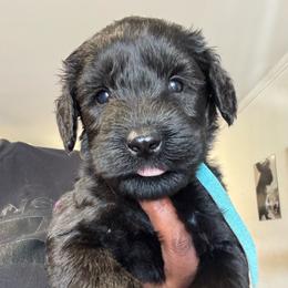 Teal Male - Black male Giant Schnauzer puppy in Pearland, Texas from K & S Schnauzers