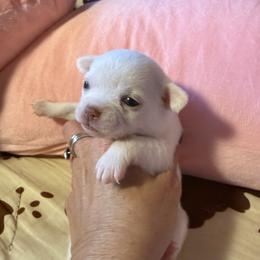 Larry - Cream and white male Chihuahua puppy in Beaumont, Texas from Anastasia’s Tiny Pupps
