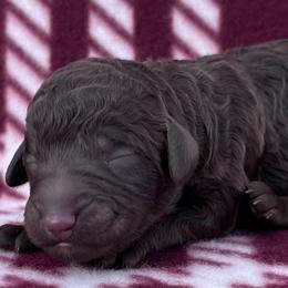 Akc Mocha - Phantom female Poodle puppy in Overbrook, Kansas from Hidden Springs Poodles LLC