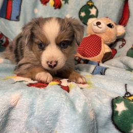 Dancer - Blue merle female Miniature Australian Shepherd puppy in Corbin, Kentucky from Lightning K Kanine’s