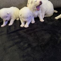 Boy 2 - White male Samoyed puppy in Glasgow, Kentucky from Bluegrass Samoyeds