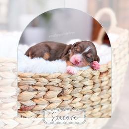 Encore - Tri-color male Bernedoodle puppy in Sulphur, Louisiana from Curly Q’s Of Carlyss
