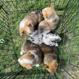 American Corgis and Pembroke Welsh Corgis from Lost Creek Corgis