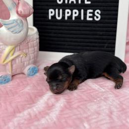 Girl 1 - Black and gold female Yorkshire Terrier puppy in Charleston, West Virginia from Mountain State Puppies