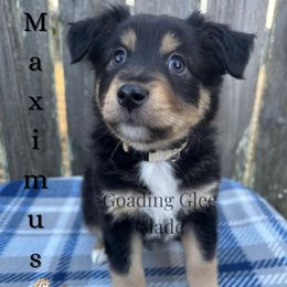 Miniature American Shepherd, Miniature Australian Shepherd, and Toy Australian Shepherd Puppies from Goading Glee Glade