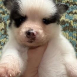 Grimble - White male Pomsky puppy in Aberdeen, Idaho from Willow Creek Cresteds