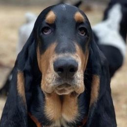 Basset Hounds from B-UTIFUL BASSETS