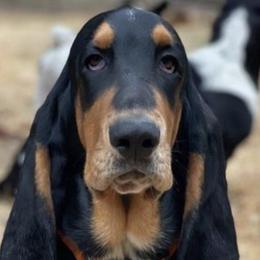 Basset Hounds from B-UTIFUL BASSETS