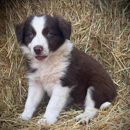 Boss - White and red male Border Collie puppy in North Lakeport, California from Akins Aussies/Wild Rose Ranch