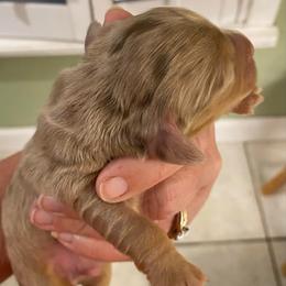 Kerry - Dapple male Dachshund puppy in Lake Mary, Florida from Lakeside Doxies