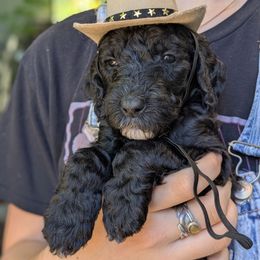Light Pink Collar - Black female Goldendoodle puppy in Olympia, Washington from Sinclairdoodles