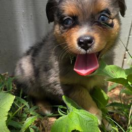 Wraith - Blue merle male Miniature Australian Shepherd puppy in Arlington, Texas from CopperHead Aussies
