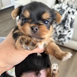Blue - Black and tan male Yorkshire Terrier puppy in Aurora, Colorado from Kimora’s Kreation’s Kennel