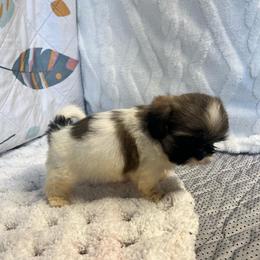 CeCe - Blue and white female Shih Tzu puppy in Elgin, South Carolina from Silver Bells Paw Prints