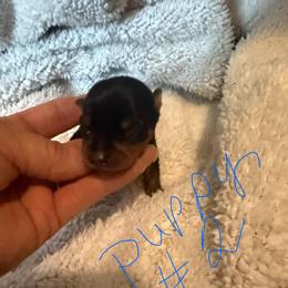 Tito - Black and rust male Miniature Pinscher puppy in Atoka, Oklahoma from Boggy Depot Cavaliers & Friends