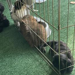 Shih Tzu Puppies from Denise's Shih Tzus