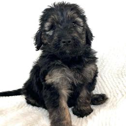 Mahogany - Black and tan male Assorted Doodle Crosses puppy in Kansas City, Missouri from Beary GoldenDoodles