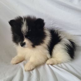 Boy 2 - Black parti male Pomeranian puppy in Ontario, California from Cynthia's Pomeranians