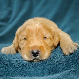 Nova - Apricot male Australian Labradoodle puppy in Stanwood, Washington from Victoria Creek Australian Labradoodles