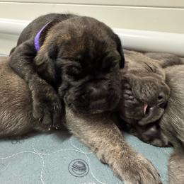 Axel - Black brindle male Cane Corso puppy in Pollock Pines, California from Capitol City Cane Corso