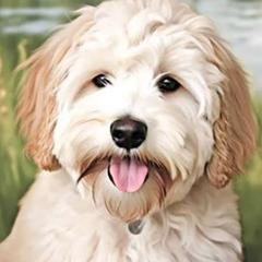 Harley - Goldendoodle