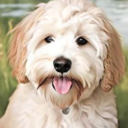 Harley - Goldendoodle