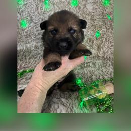 Purple collar - Sable female German Shepherd puppy in Canterbury, Connecticut from Nachtwaechter German Shepherds, LLC