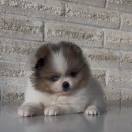 Daisy 🌼 - Cream sable parti female Pomeranian puppy in Houston, Texas from Glow Up Pomeranians