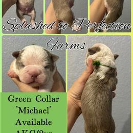 'Michael' - Lilac male Boston Terrier puppy in Temple, Texas from Splashed To Perfection Farms