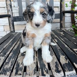 Laura - Blue merle female Bernedoodle puppy in Holtwood, Pennsylvania from Country Ridge Puppies