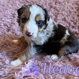 Heaven - Blue merle female Miniature Australian Shepherd puppy in Millington, Tennessee from Goading Glee Glade