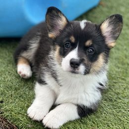Puddles - Black and tan female Pembroke Welsh Corgi puppy in Salisbury, Maryland from Coastal Corgis