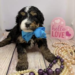 Junior - Tri-color male Bernedoodle puppy in Wytheville, Virginia from Pine Brook Pups