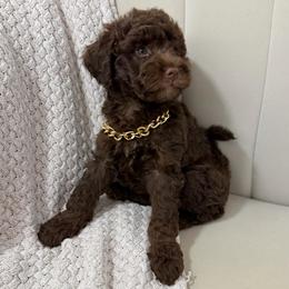 Vanderbilt - Chocolate male Goldendoodle puppy in Fleming Island, Florida from Island Doodles