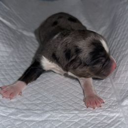 Boy 3 - Blue merle Miniature Australian Shepherd puppy in Buchanan, Georgia from Stanleyville Farm Mini Aussies