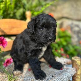 Buckwheat - Black phantom male Aussiedoodle puppy in Lexington, Alabama from Johnson’s Highland Pride Aussiedoodles