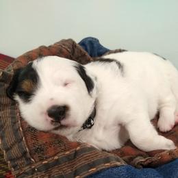 Bernedoodle, Goldendoodle, and Sheepadoodle Puppies from Country Meadow Doodles