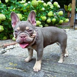 Erika - French Bulldog