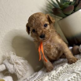 Orange Boy - Apricot male Goldendoodle puppy in Colorado Springs, Colorado from Simply Mini Goldendoodles
