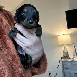 Pink Collar Miss Sweet Dill - Black and cream female Dachshund puppy in Hutto, Texas from R.G. Dachshunds